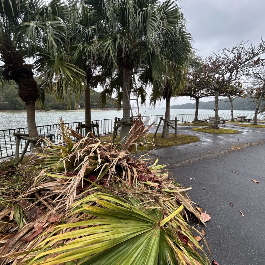 村おこしボランティア【沖縄やんばるコース】での活動の様子