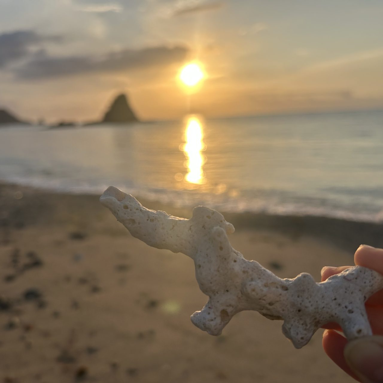 村おこしボランティア【沖縄やんばるコース】での活動の様子