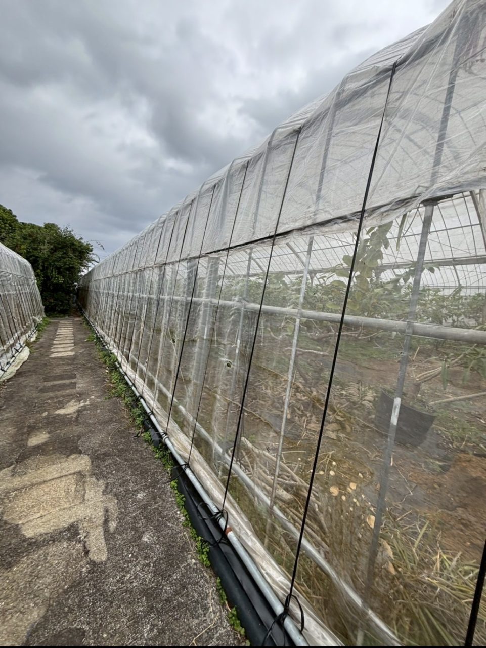 村おこしボランティア【与論島コース】での活動の様子