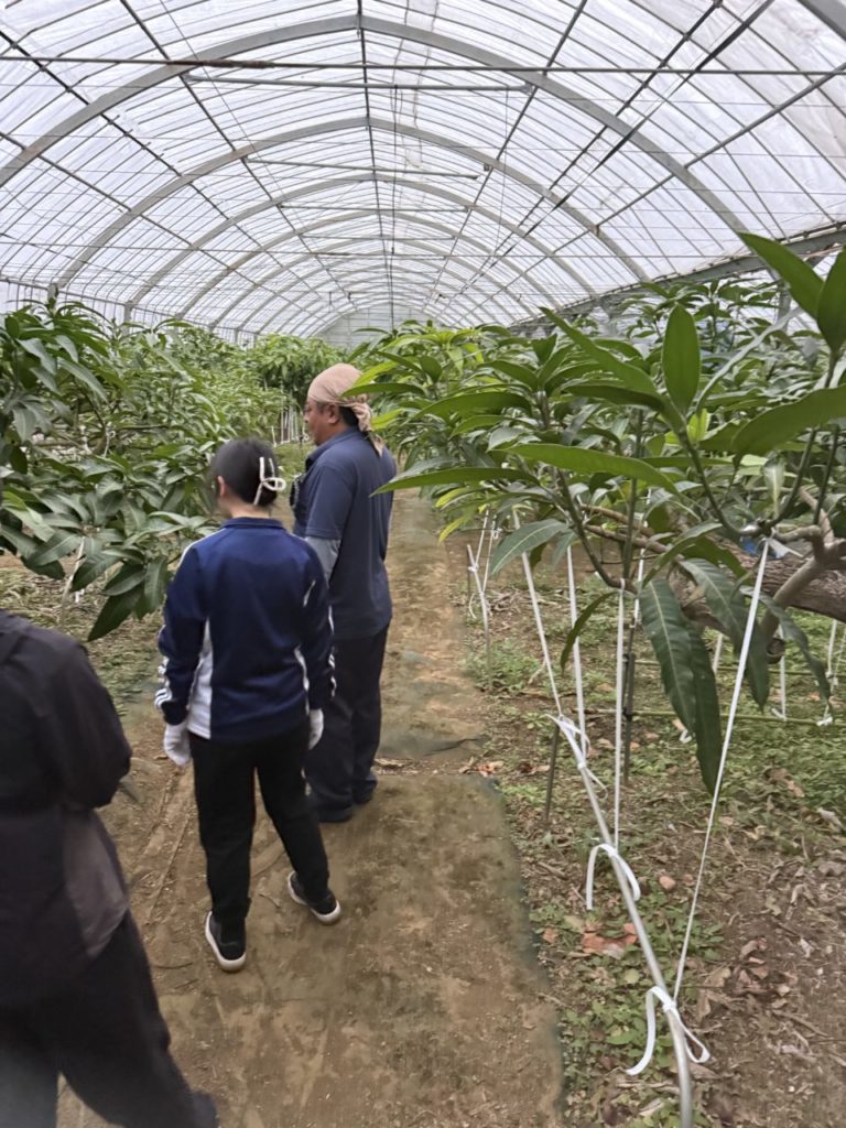 村おこしボランティア【与論島コース】での活動の様子