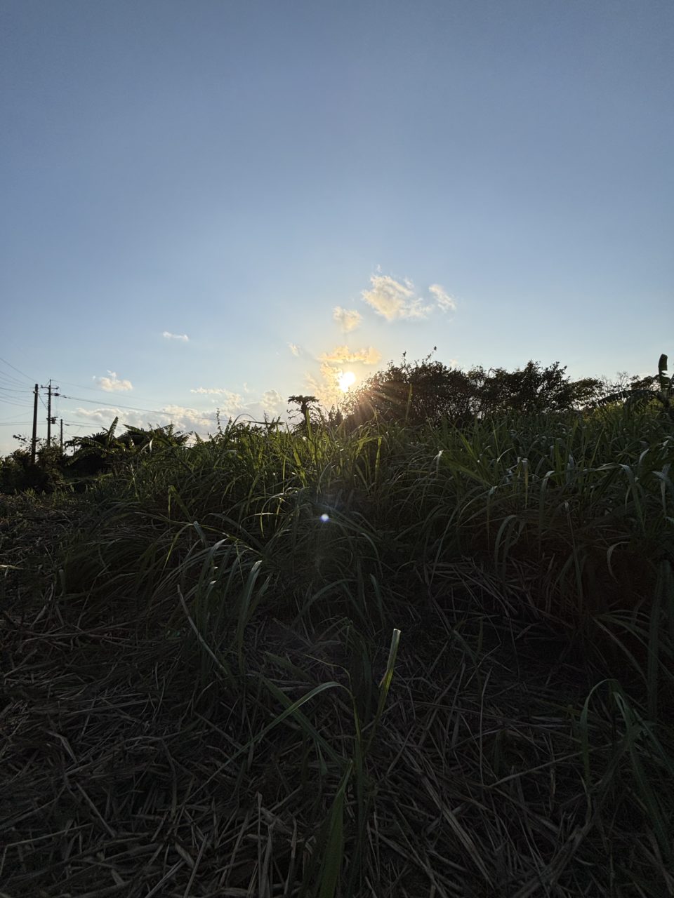 村おこしボランティア【与論島コース】での活動の様子
