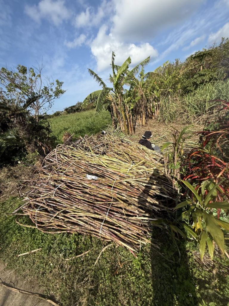 村おこしボランティア【与論島コース】での活動の様子