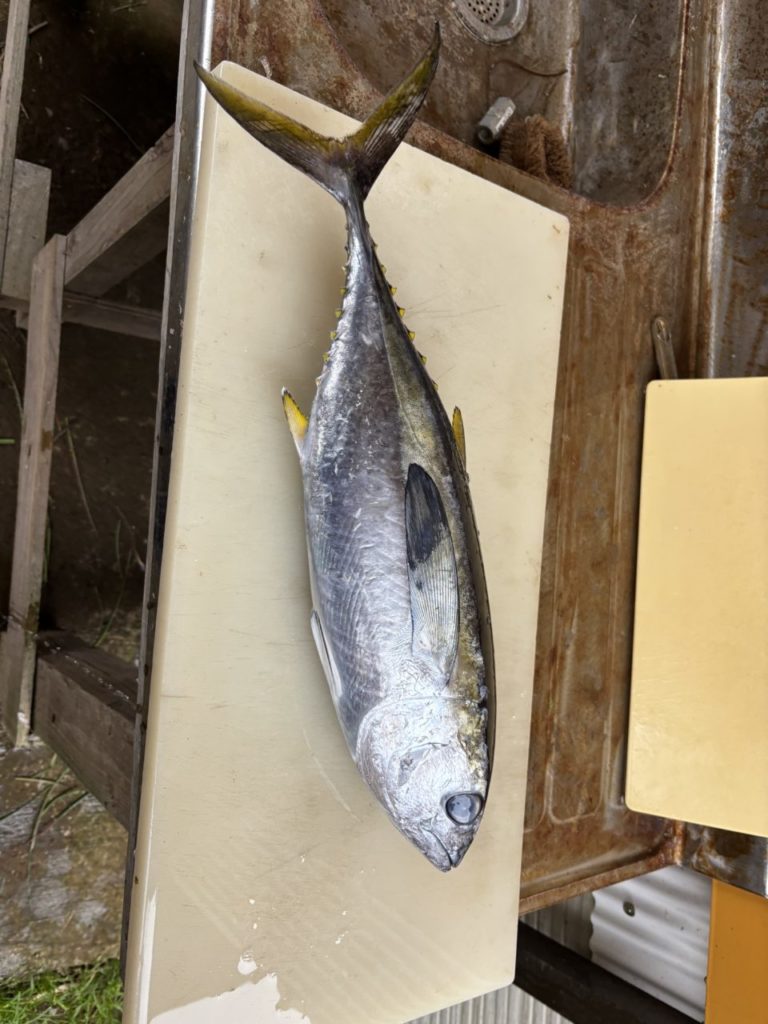 村おこしボランティア【悪石島コース】での活動の様子