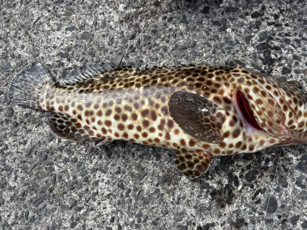 村おこしボランティア【悪石島コース】での活動の様子