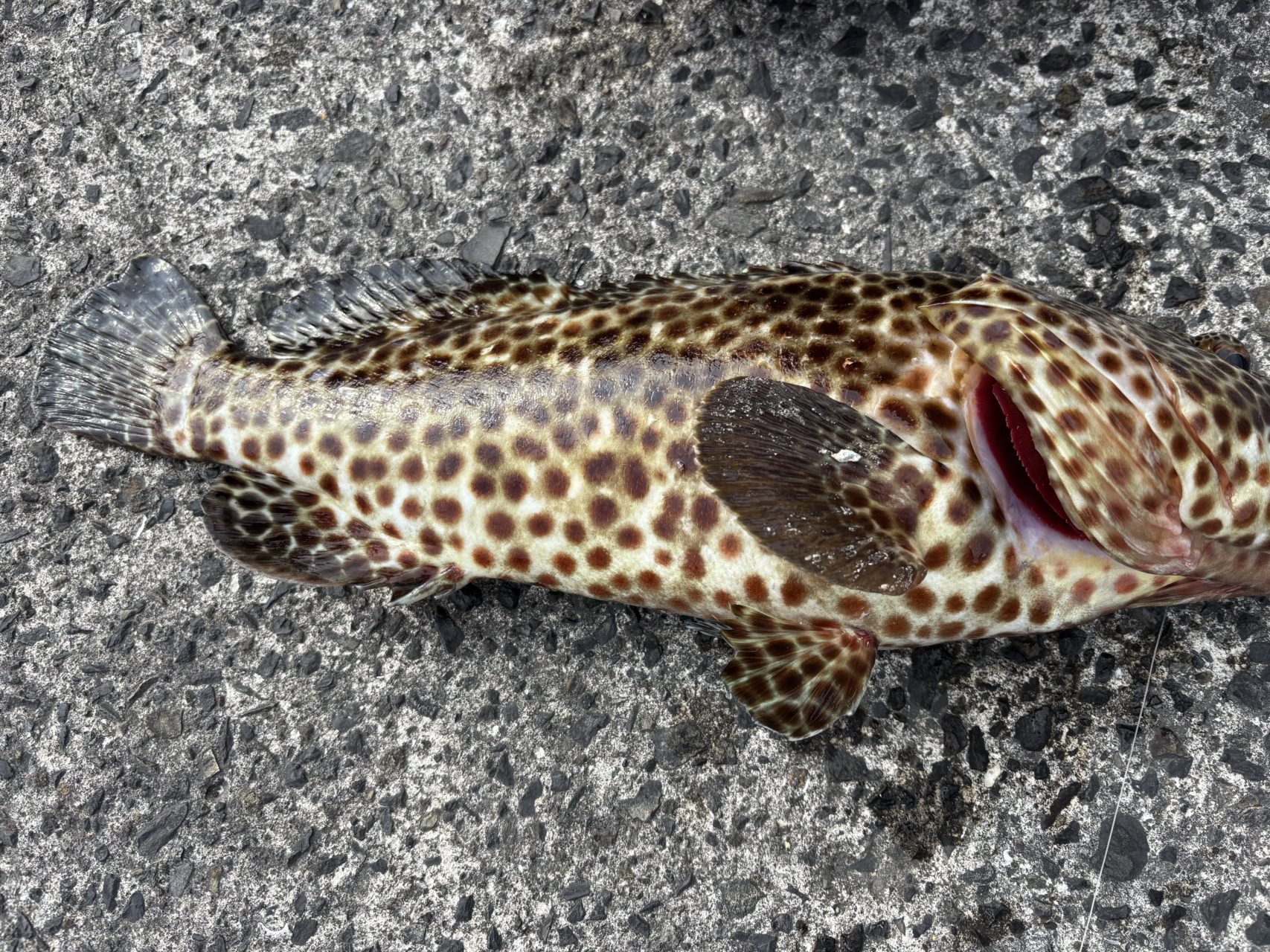 村おこしボランティア【悪石島コース】での活動の様子