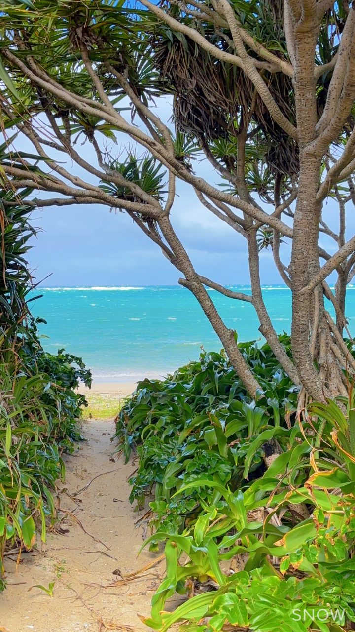 村おこしボランティア【奄美大島「100年先の未来へ」コース】での活動の様子