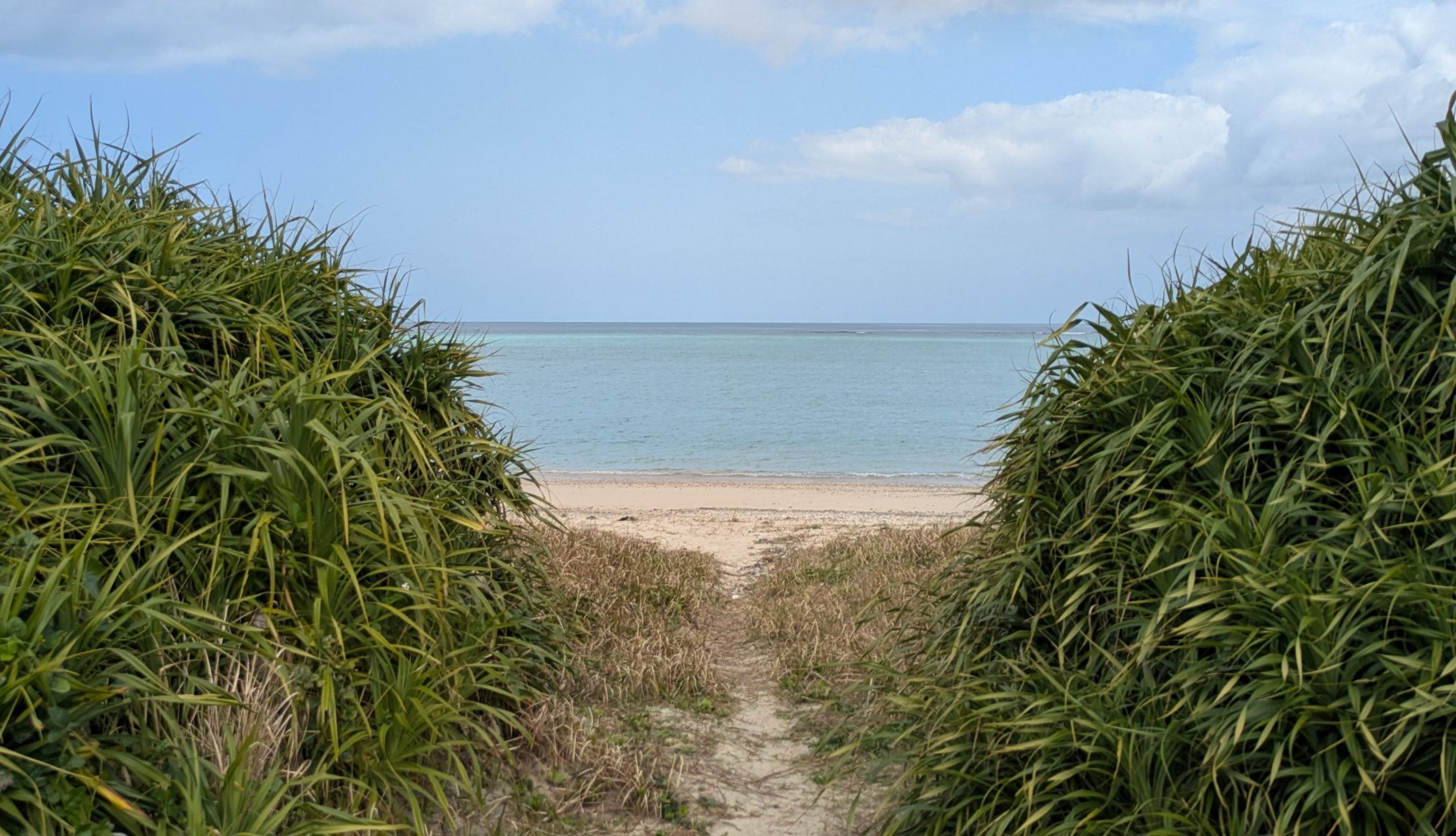 村おこしボランティア【奄美大島「100年先の未来へ」コース】での活動の様子