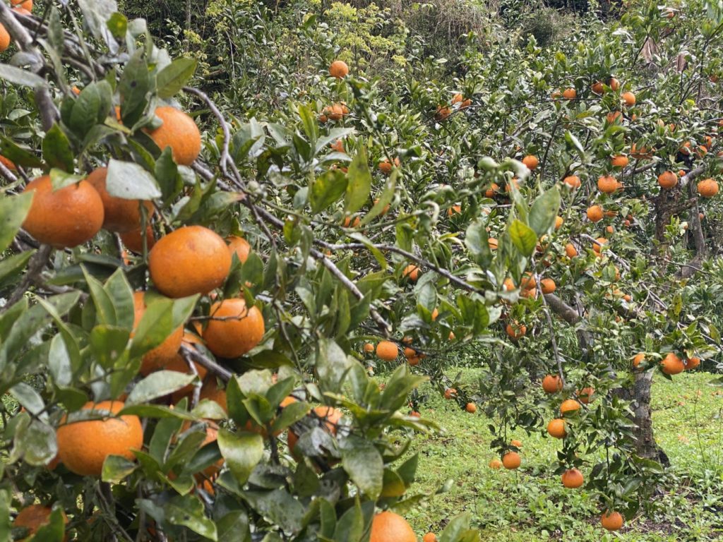 村おこしボランティア【奄美大島［北部］コース】での活動の様子