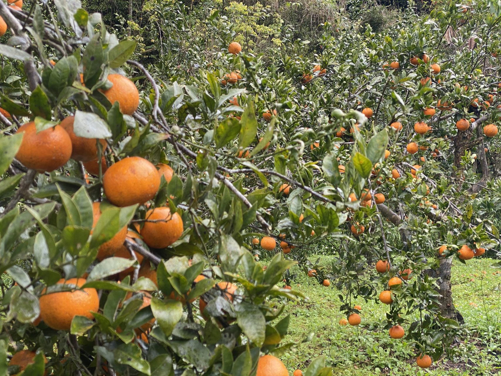 村おこしボランティア【奄美大島［北部］コース】での活動の様子
