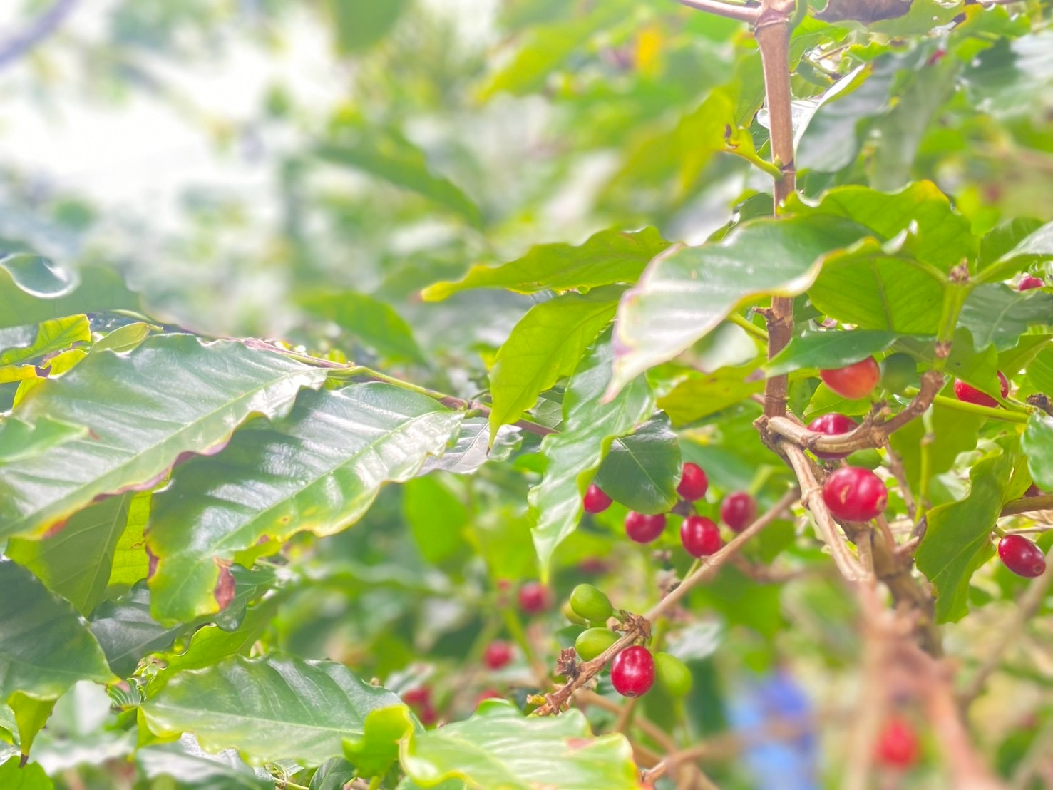 村おこしボランティア【奄美大島［北部］コース】での活動の様子