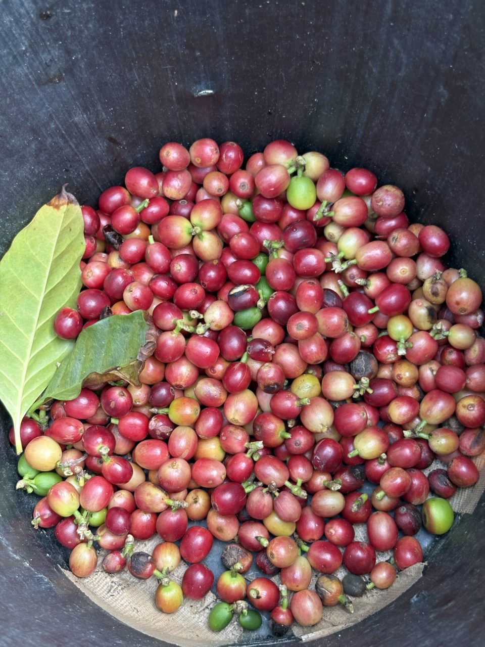 村おこしボランティア【奄美大島［北部］コース】での活動の様子