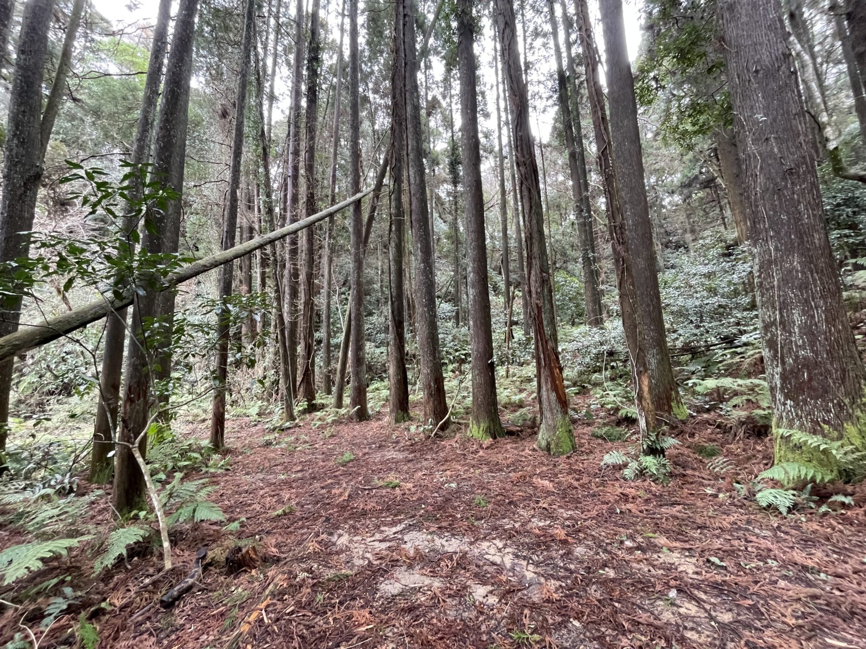 村おこしボランティア【長生郡コース】での活動の様子