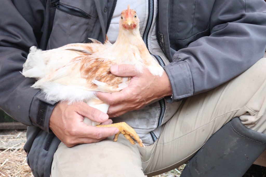 村おこしボランティア【江田島コース】での活動の様子