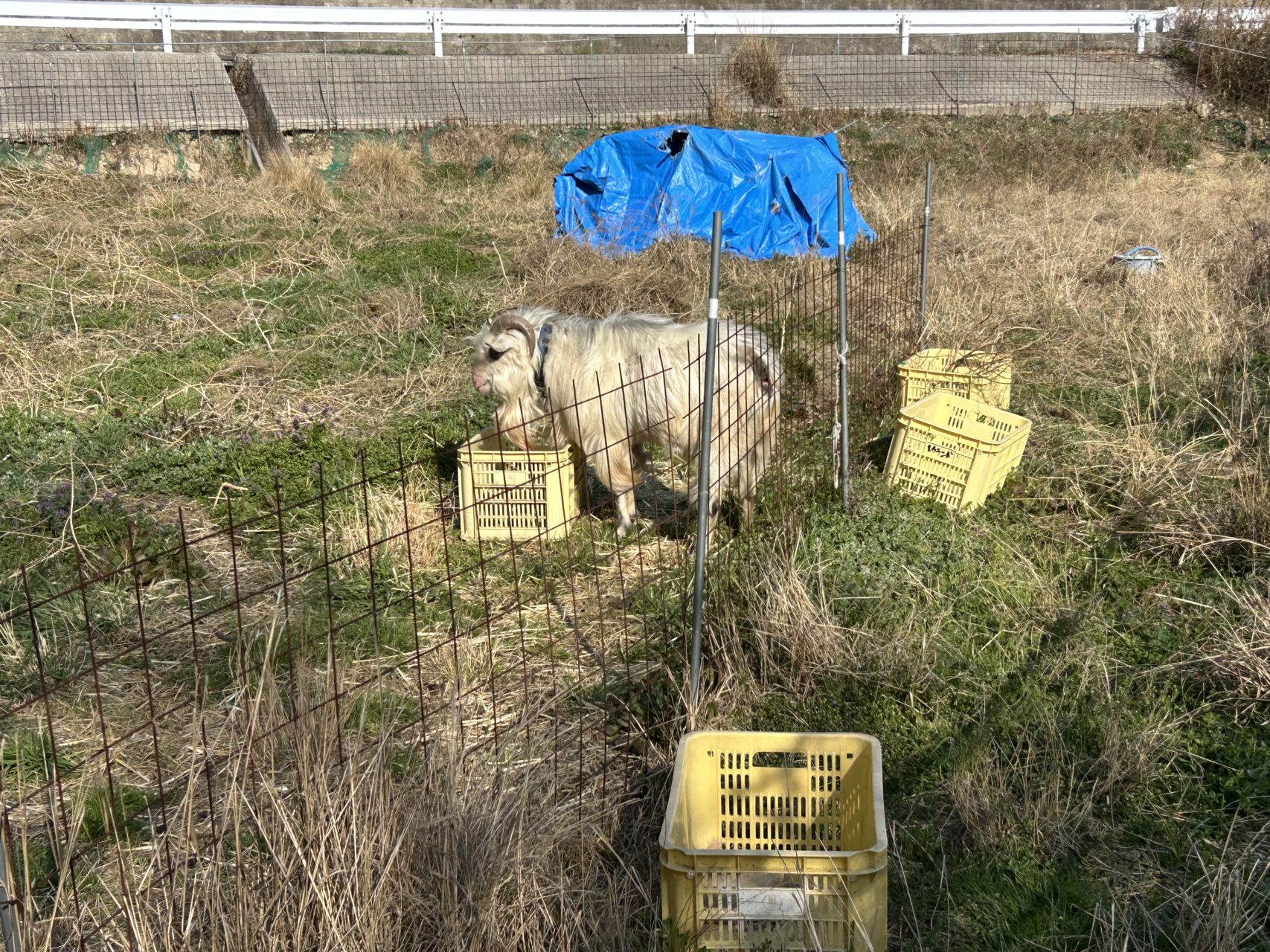 村おこしボランティア【江田島コース】での活動の様子