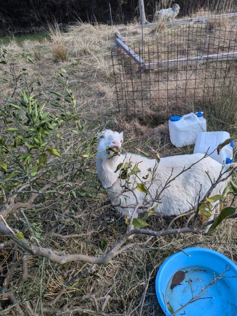 村おこしボランティア【江田島コース】での活動の様子