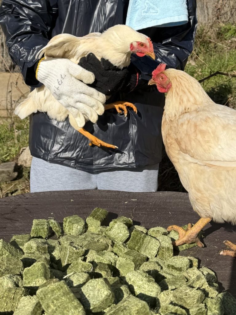 村おこしボランティア【江田島コース】での活動の様子