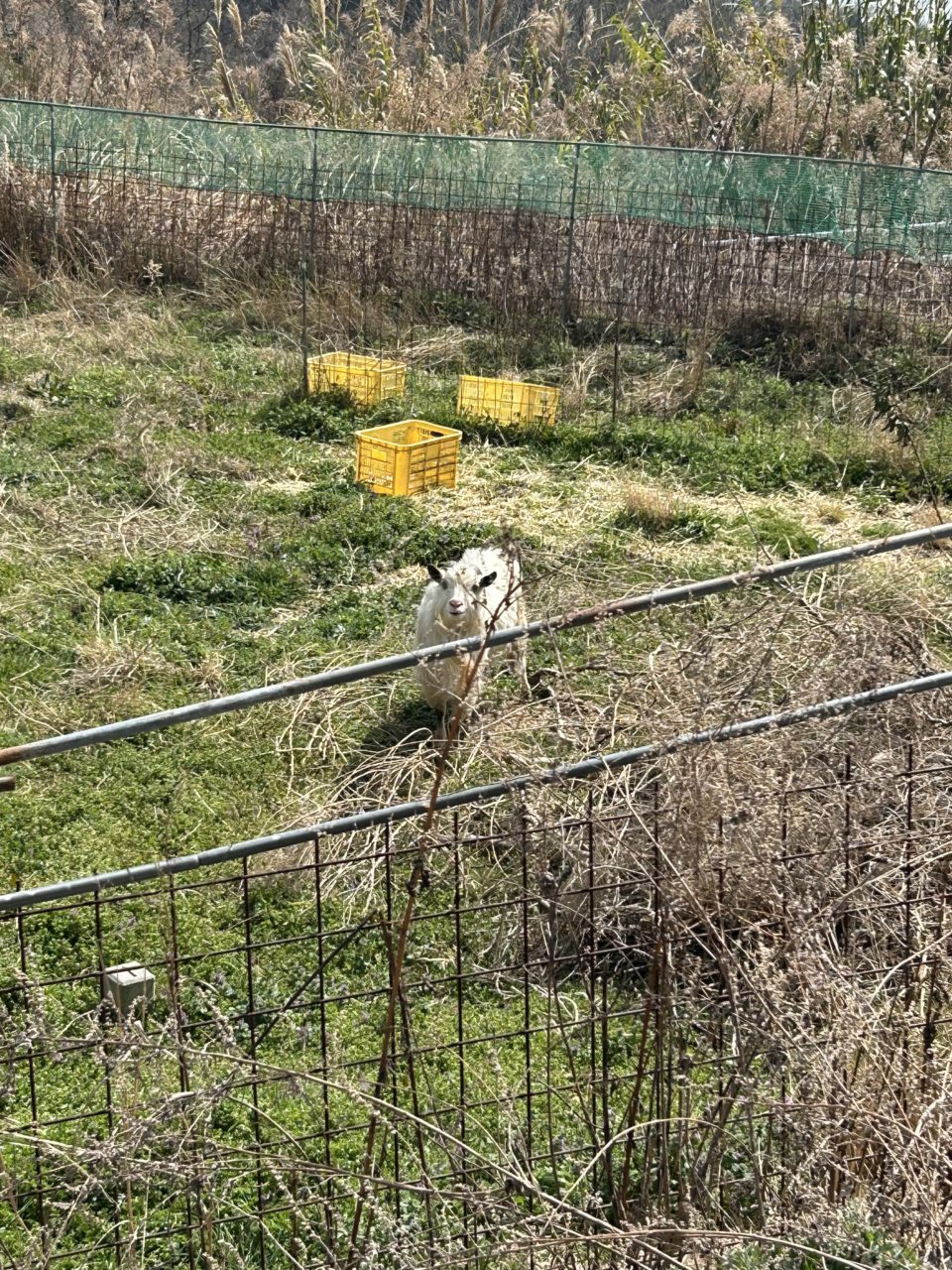 村おこしボランティア【江田島コース】での活動の様子
