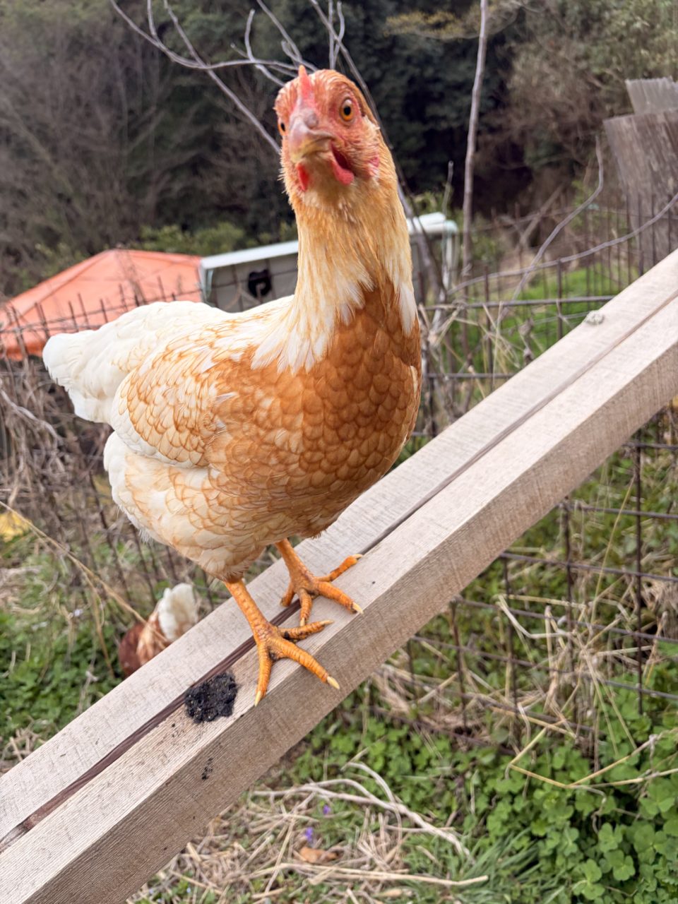 村おこしボランティア【江田島コース】での活動の様子