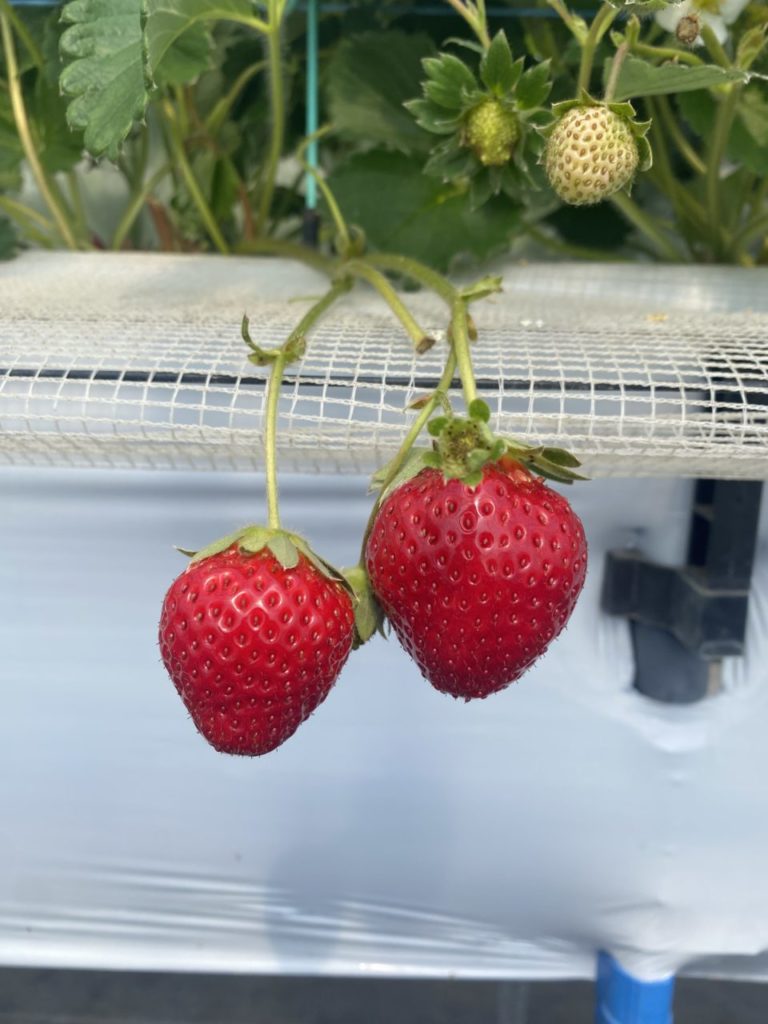 村おこしボランティア【川南町コース】での活動の様子