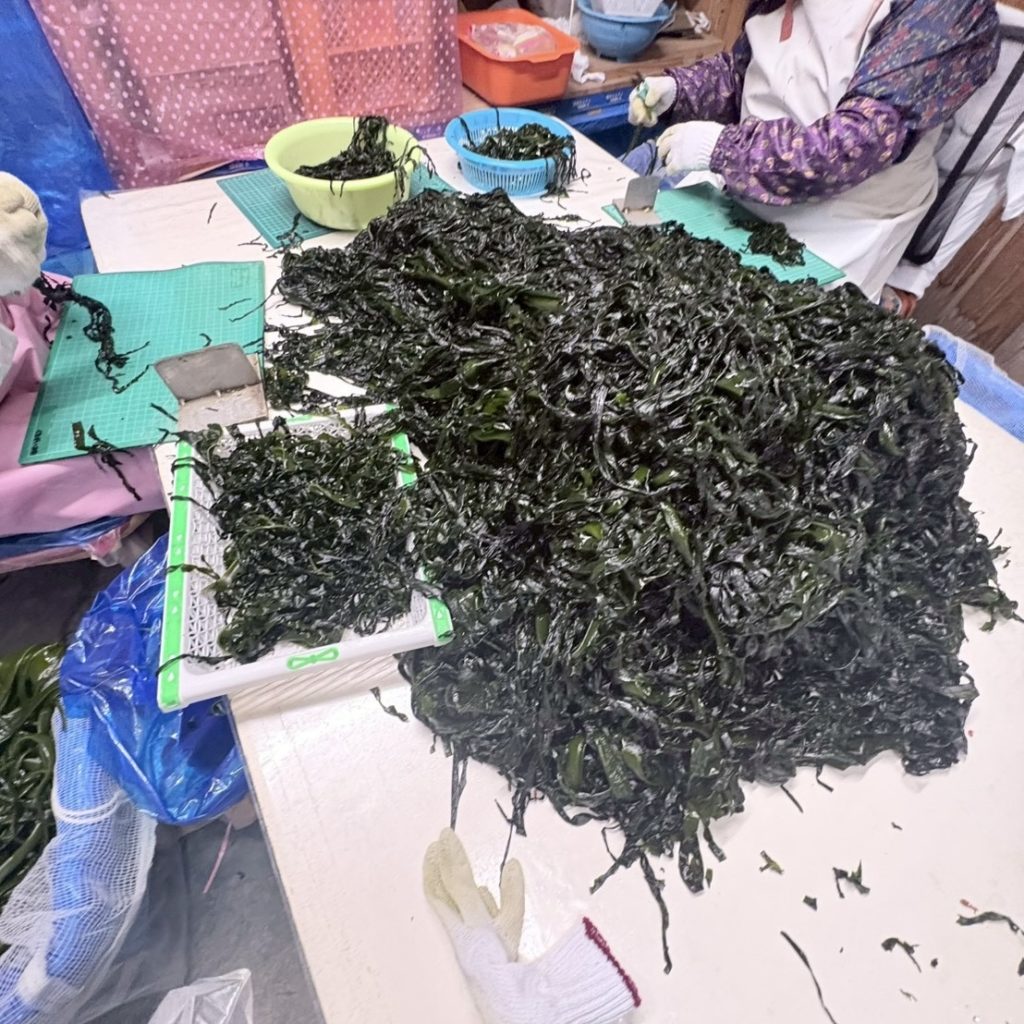 村おこしボランティア【三陸漁場コース】での活動の様子