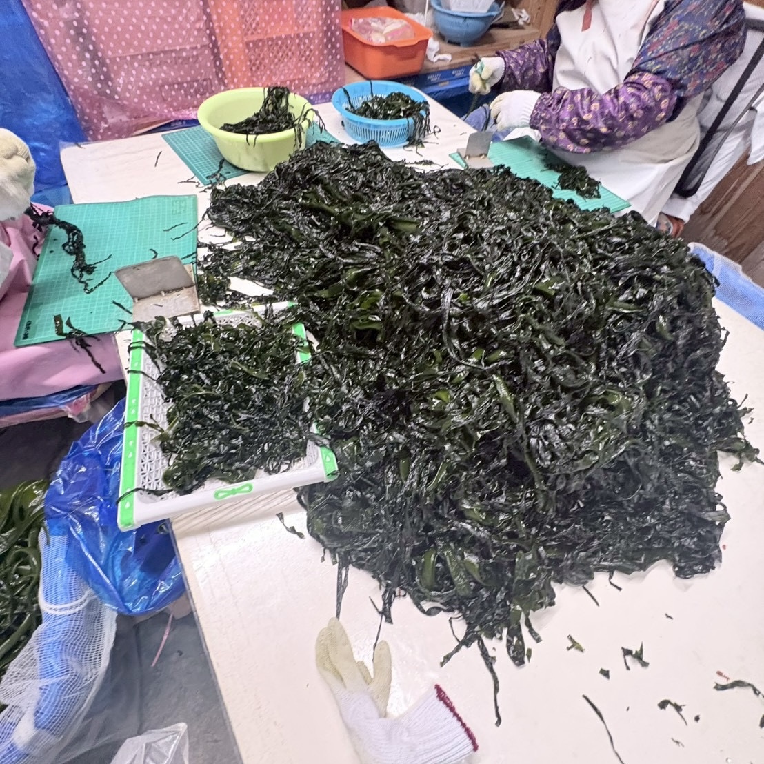 村おこしボランティア【三陸漁場コース】での活動の様子