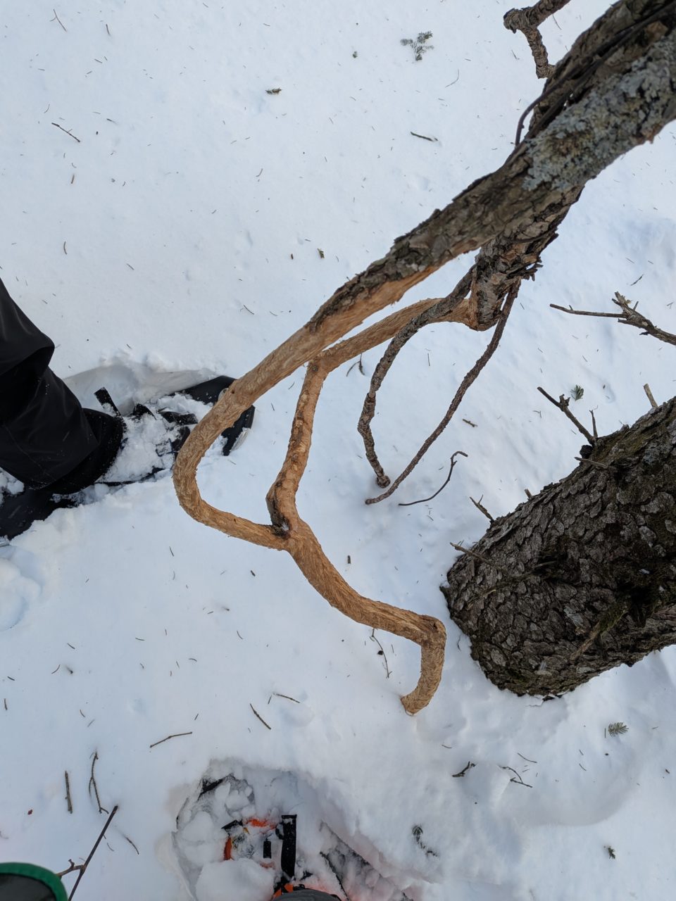 村おこしボランティア【然別湖コタンコース】での活動の様子