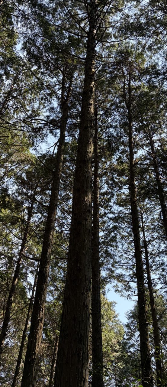 村おこしボランティア【四万十川・林業コース】での活動の様子