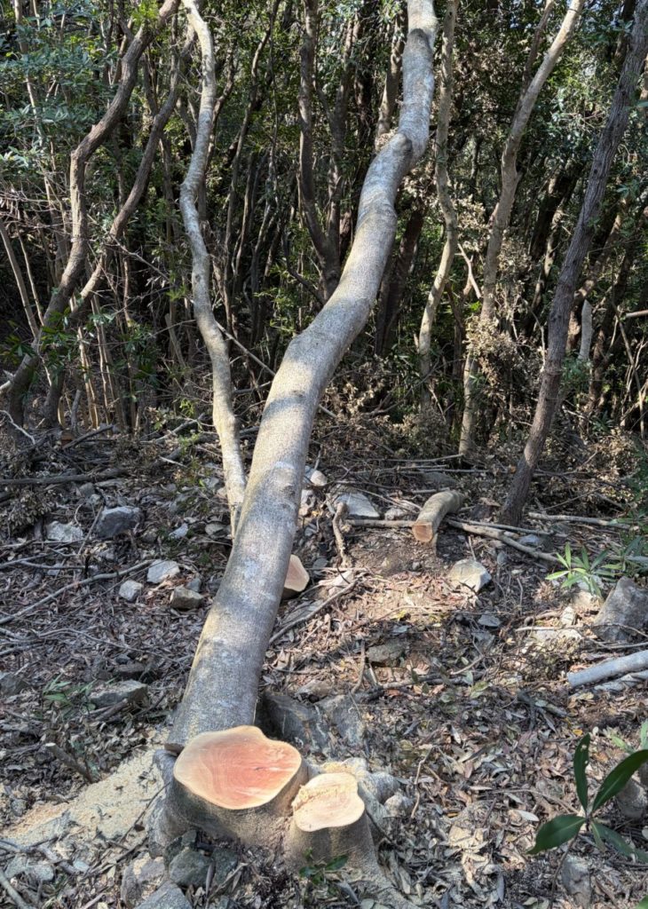 村おこしボランティア【四万十川・林業コース】での活動の様子