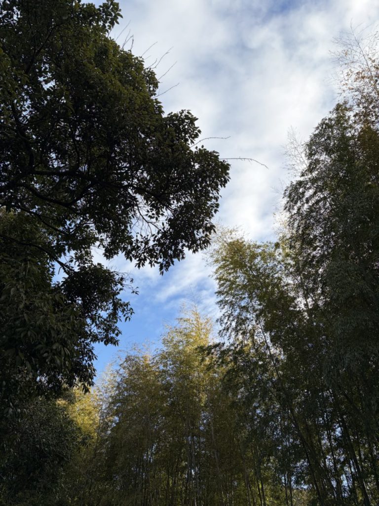 村おこしボランティア【四万十川・林業コース】での活動の様子