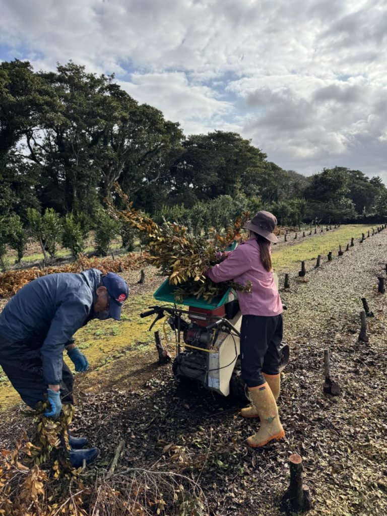 村おこしボランティア【種子島コース】での活動の様子