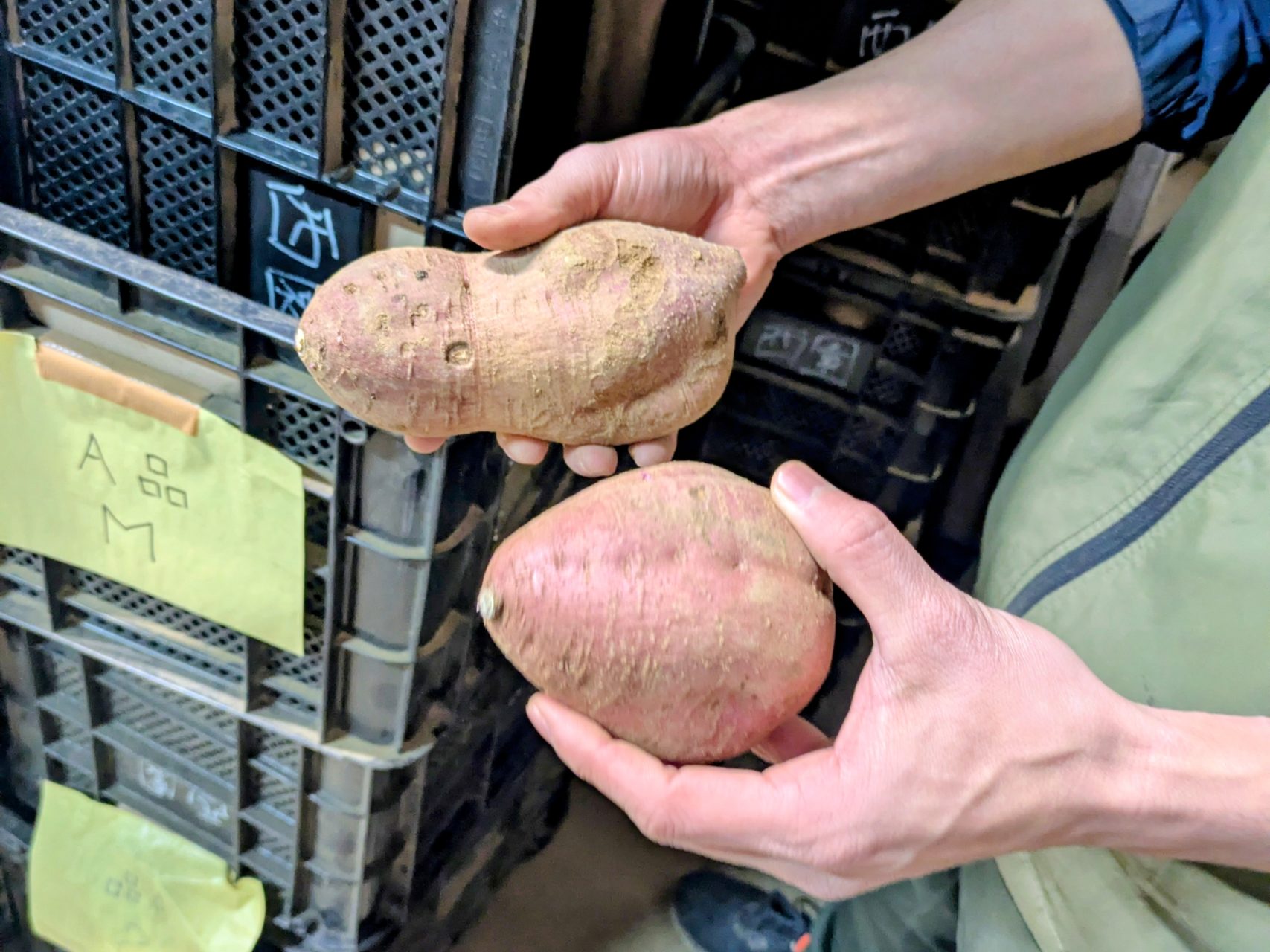 村おこしボランティア【種子島コース】での活動の様子