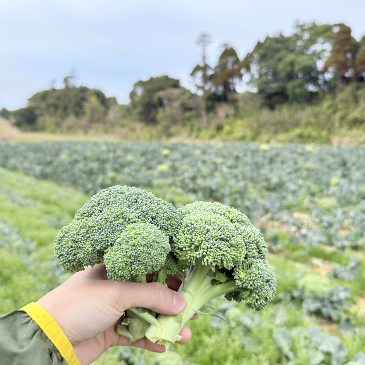 村おこしボランティア【種子島コース】での活動の様子