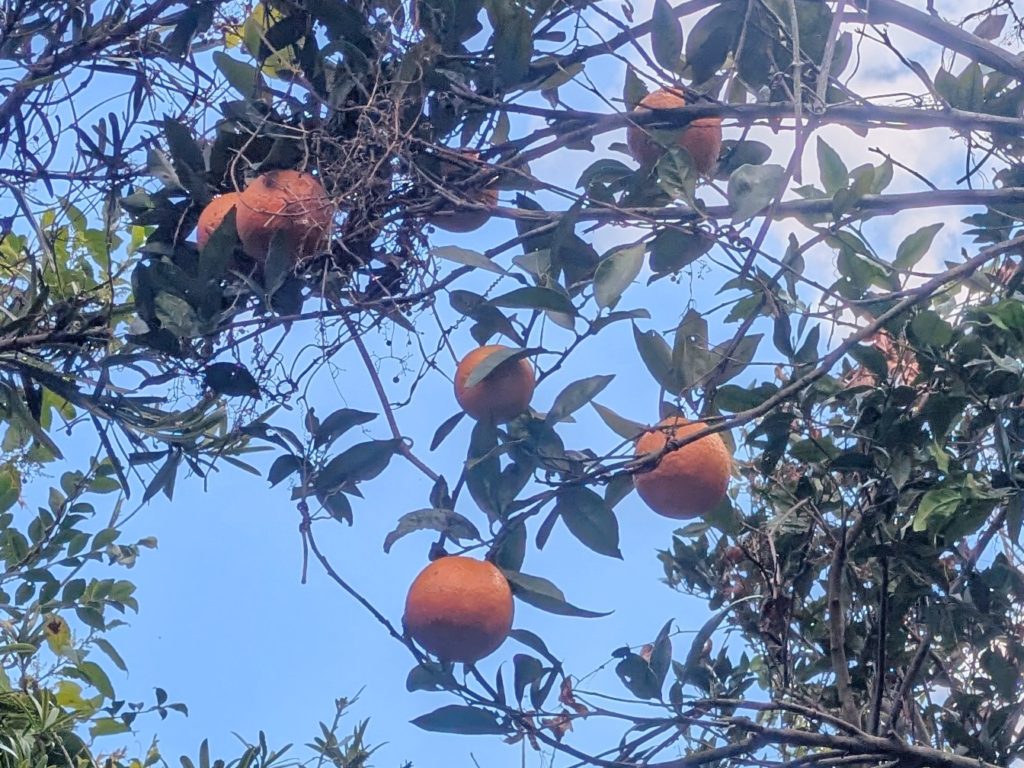 村おこしボランティア【種子島コース】での活動の様子