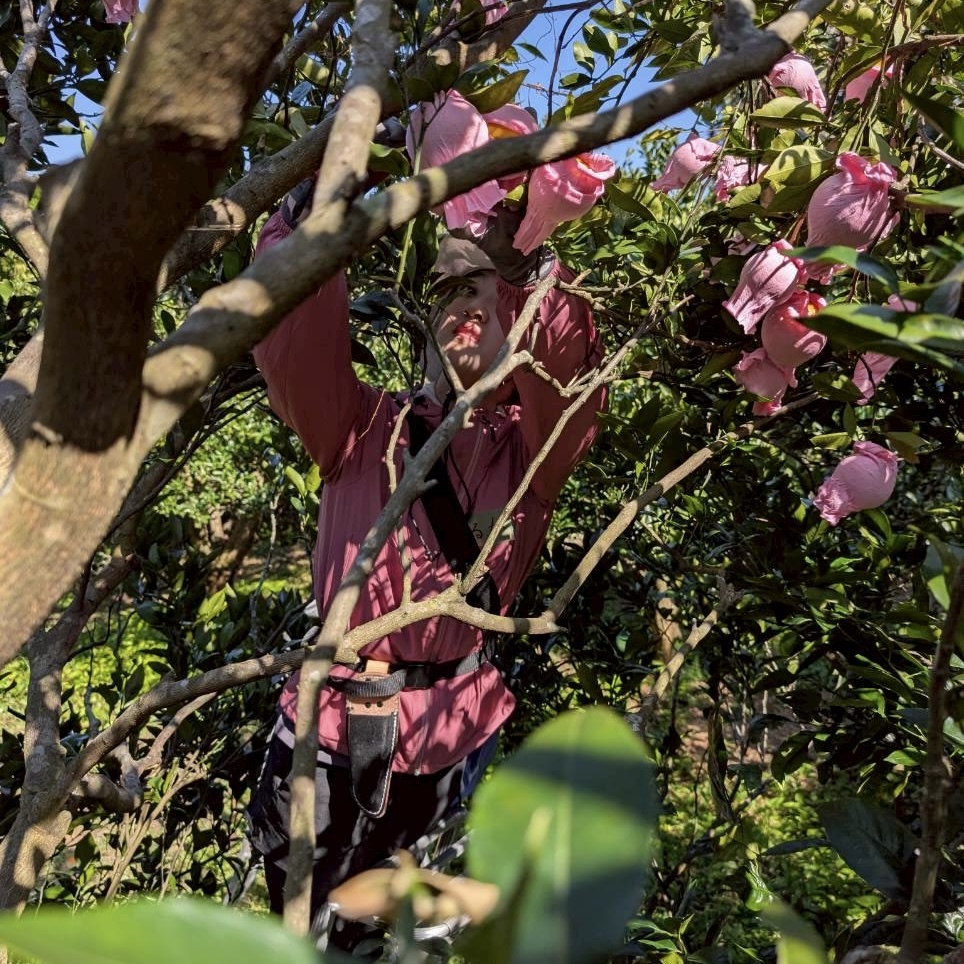 村おこしボランティア【種子島コース】での活動の様子