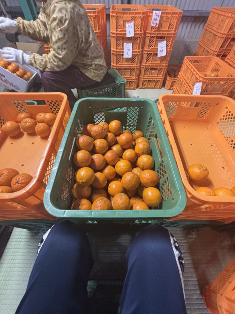 村おこしボランティア【種子島コース】での活動の様子