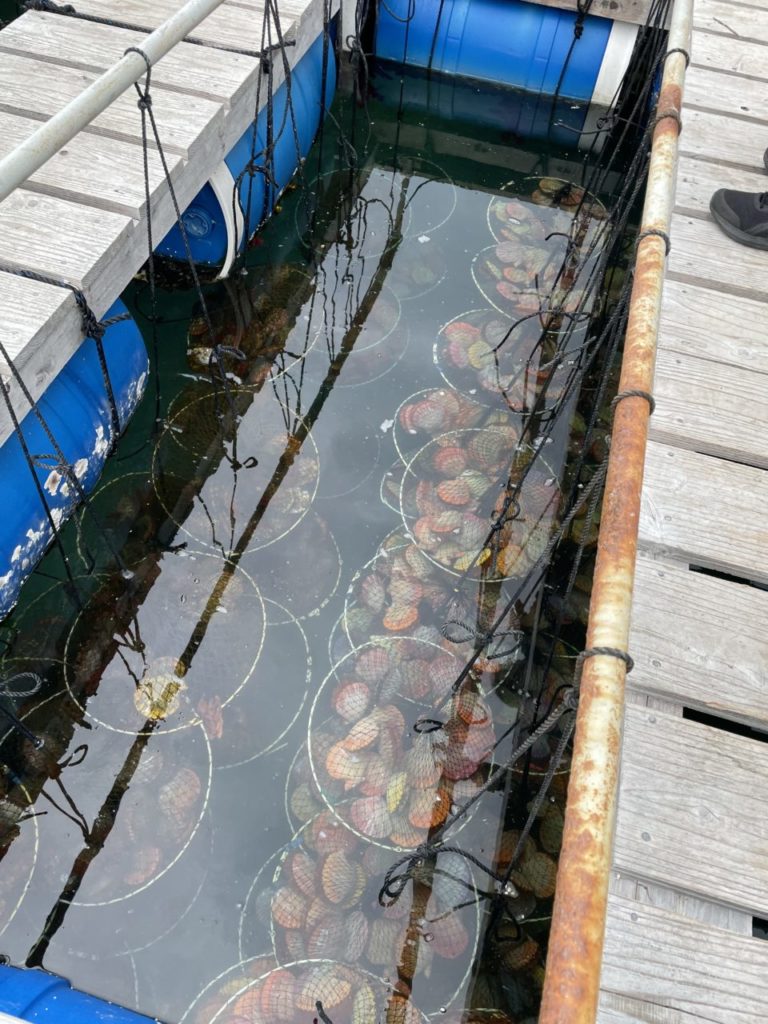 村おこしボランティア【屋形島コース】での活動の様子