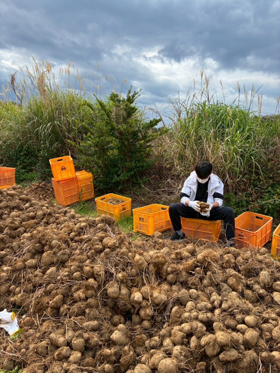 村おこしボランティア【屋久島コース】での活動の様子
