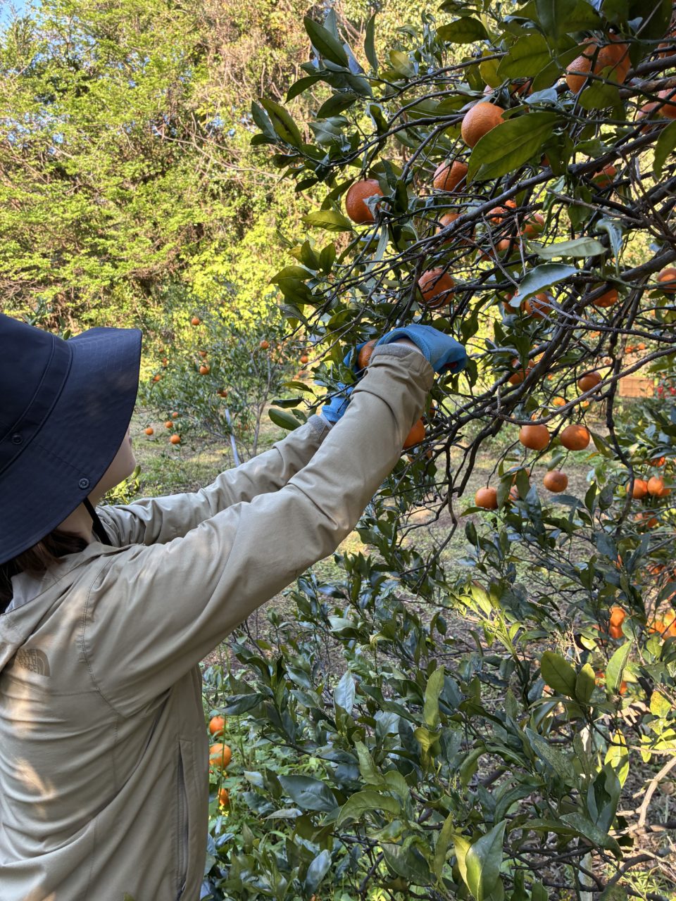 村おこしボランティア【屋久島コース】での活動の様子
