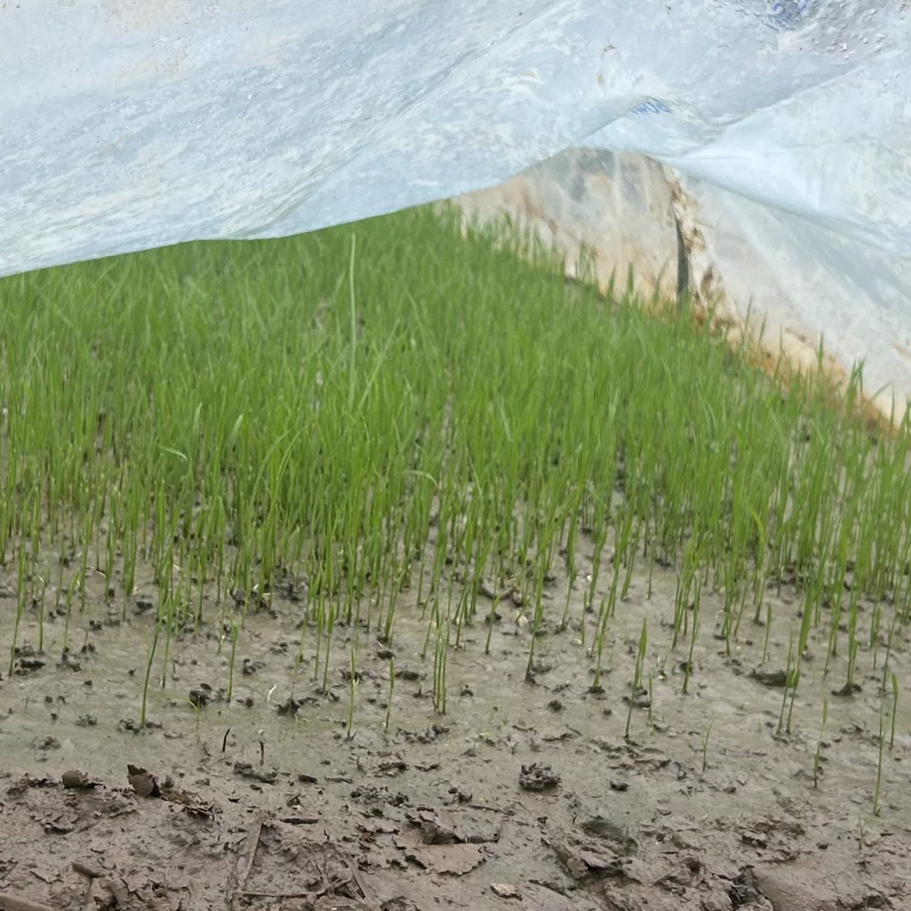 村おこしボランティア【沖縄やんばるコース】での活動の様子