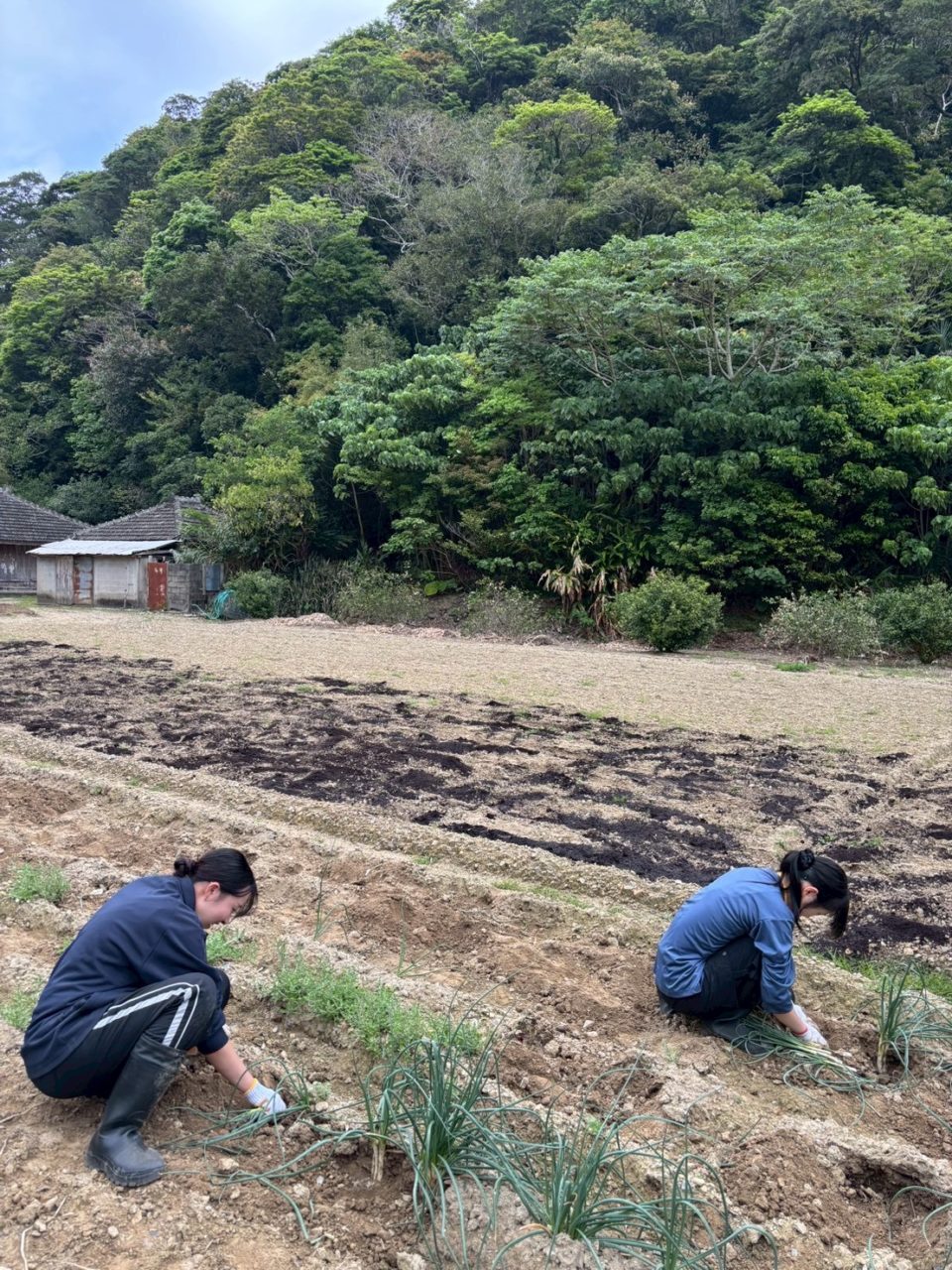 村おこしボランティア【沖縄やんばるコース】での活動の様子